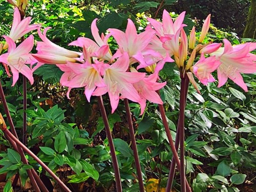 Amarylis belladonna