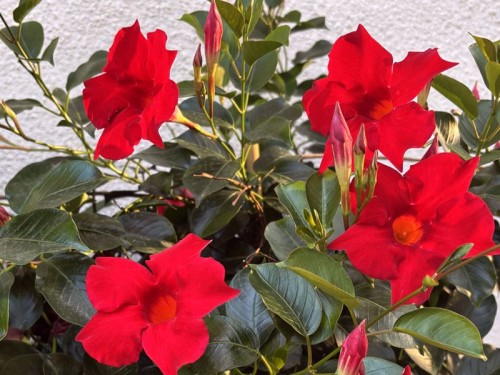 Mandevilla, Dipladenia