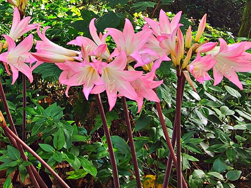 Amarylis belladonna - roślina na A