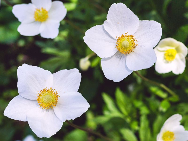 Anemon - Anemone sylvestris