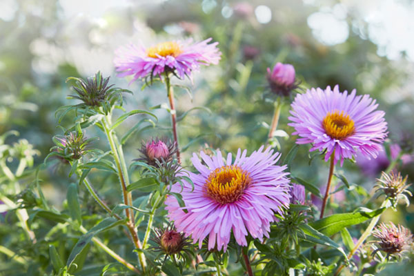 Aster nowoangielski