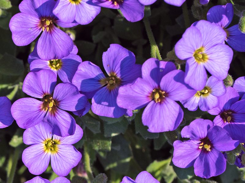 Aubrieta