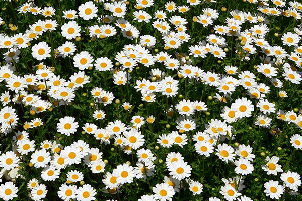 Stokrotka pospolita - Bellis perennis