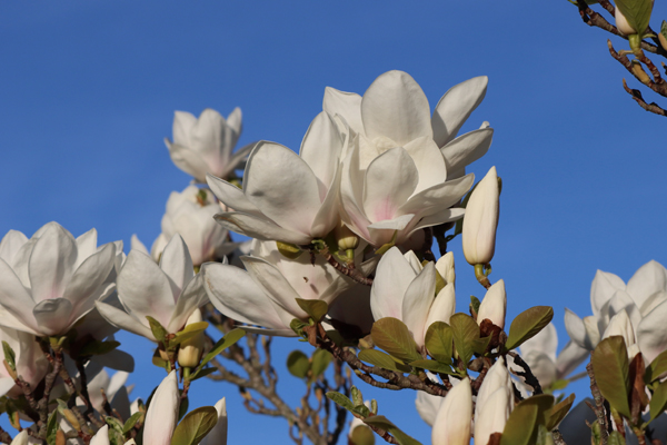 Białe kwiaty magnolii