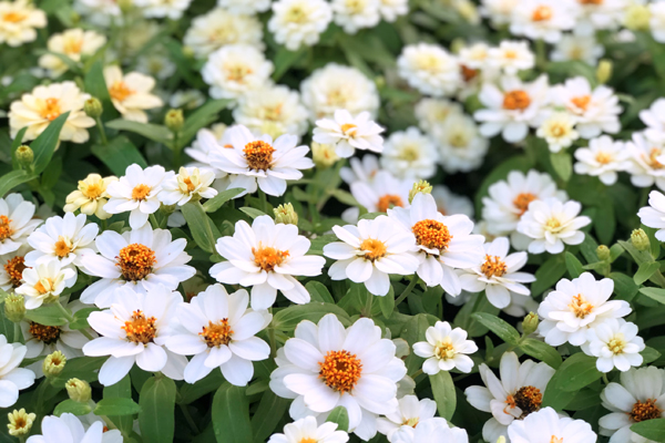 Cynia biała -angustifolia
