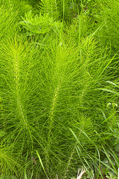 Skrzyp polny - Equisetum arvense
