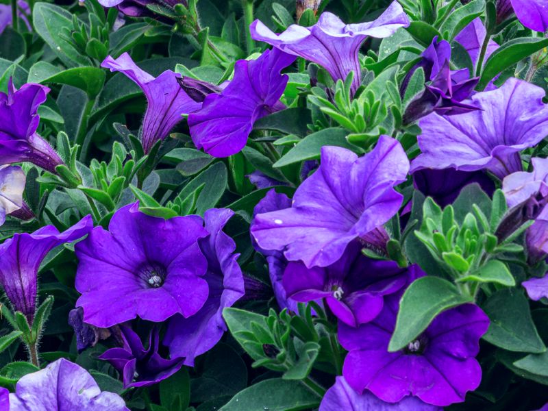 Fioletowa petunia