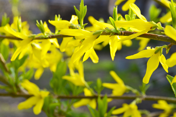 Forsycja pośrednia