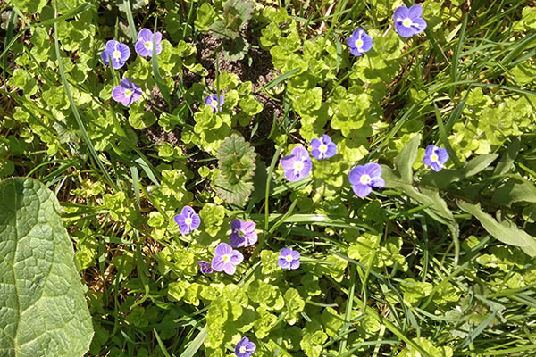 Bluszczyk kurdybanek - Glechoma hederacea