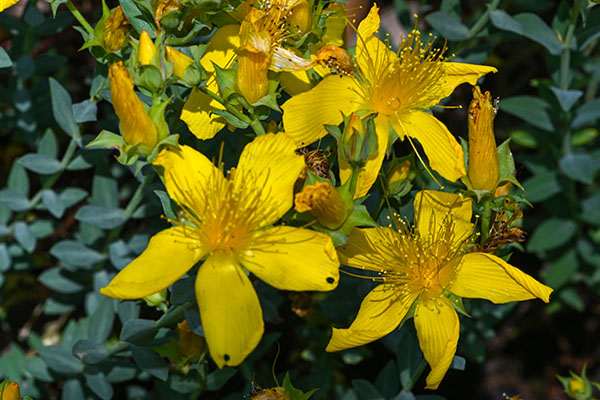 Dziurawiec zwyczajny - Hypericum perforatum