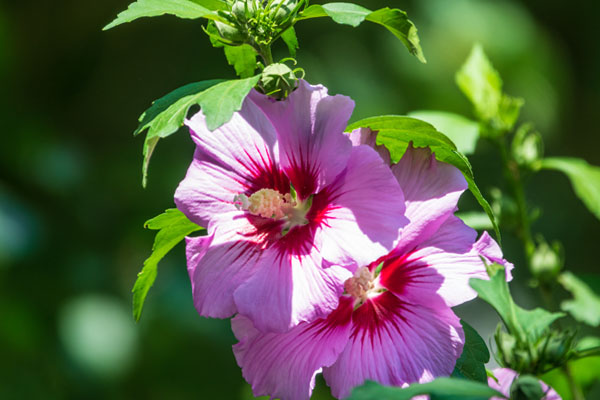 Ketmia bylinowa