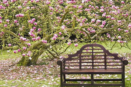 Magnolia w ogrodzie