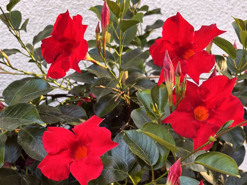 Mandevilla - roślina na M