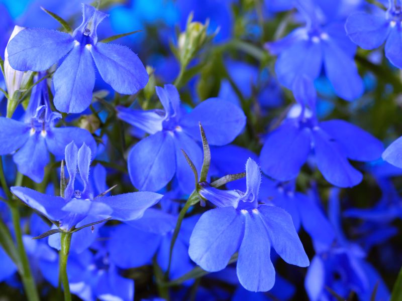 Niebieska lobelia