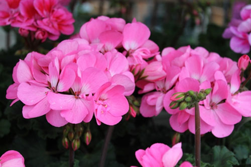 Pelargonie