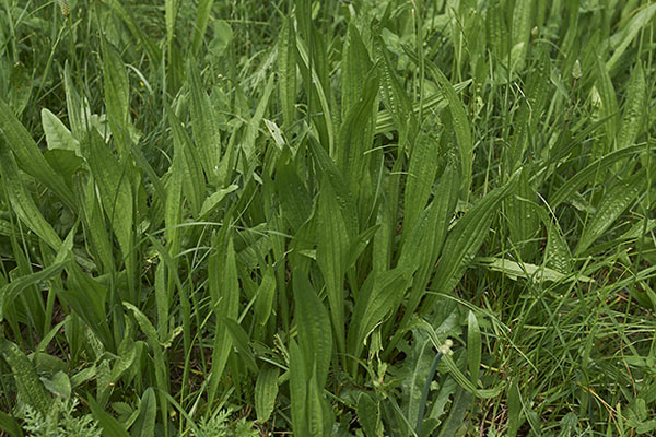 Babka lancelowata - Plantago lanceolata