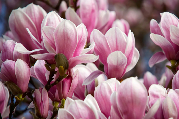 Różowe kwiaty magnolii
