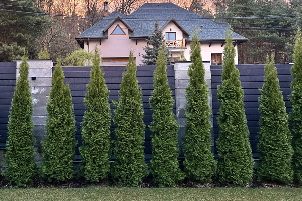 Żywotnik thuja