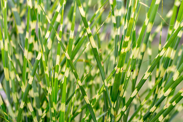 Miskant zebrinus
