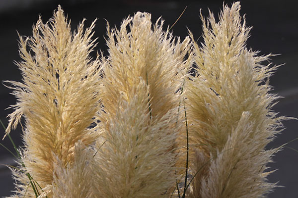 Trawa pampasowa Cortaderia Selloana